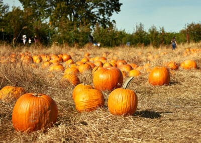 Historic Harvest Fest—Free Community Event!